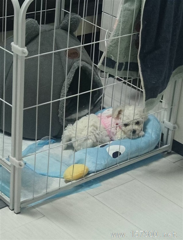 賣小奶狗
