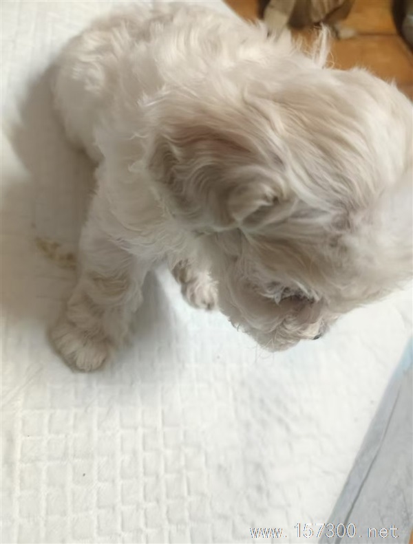 賣小奶狗