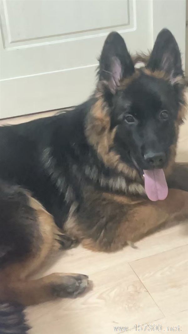 賣狗??
