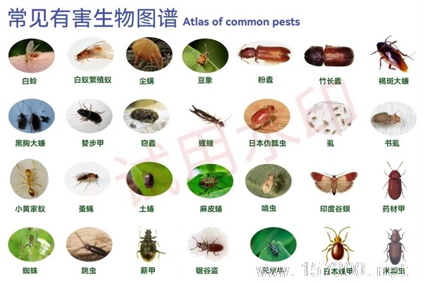 專業(yè)除蟲(chóng)滅蟑滅鼠