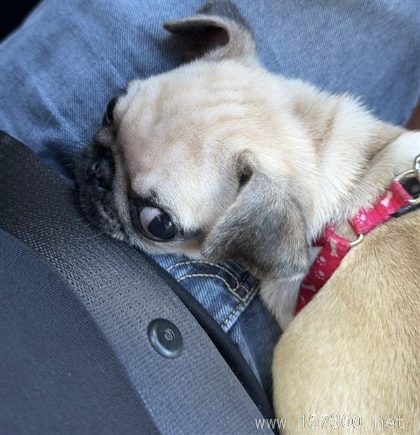 出售（幼犬）