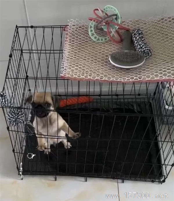 出售（幼犬）