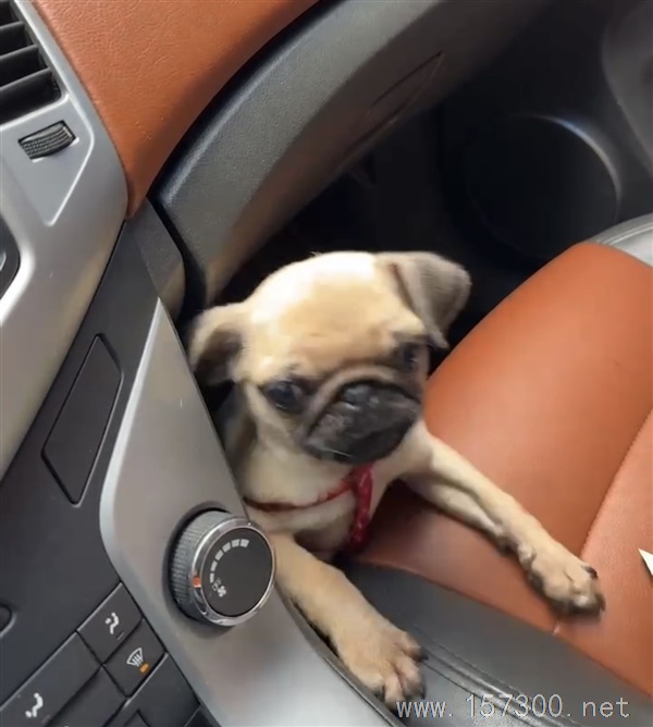 出售（幼犬）