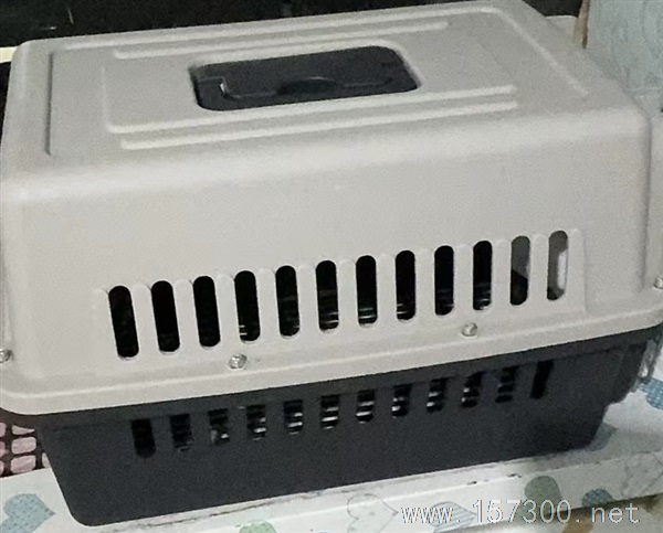 出售八哥幼犬