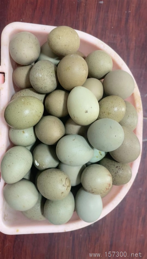 賣蘆丁雞，蘆丁雞蛋