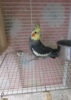 鳥