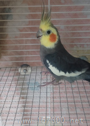 鳥