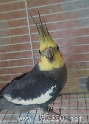 鳥