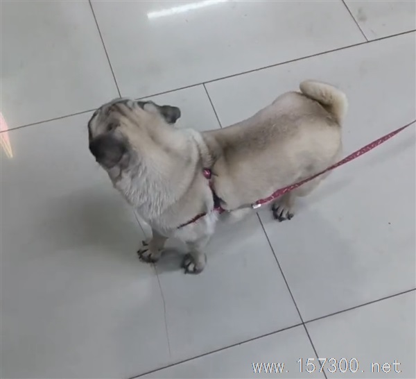 小狗