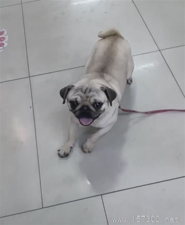 小狗