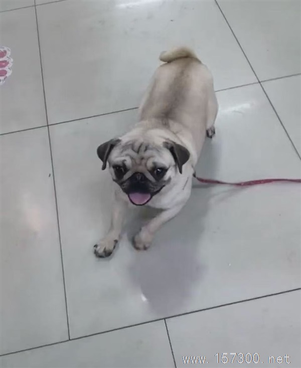 小狗